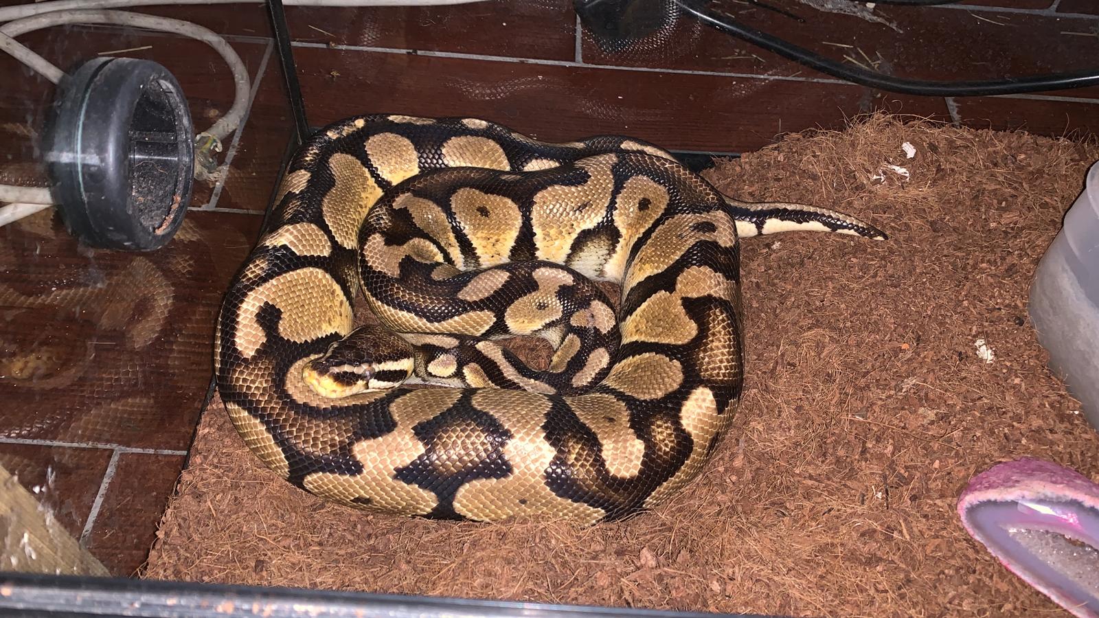 WhatsApp Image 2019-03-10 at 21.32.13.jpeg