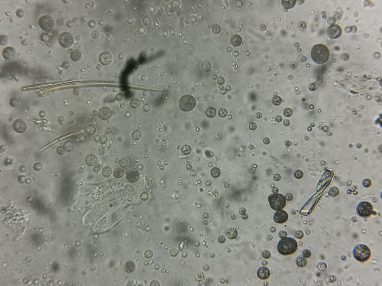 WhatsApp Image 2020-02-04 at 16.04.06.jpeg