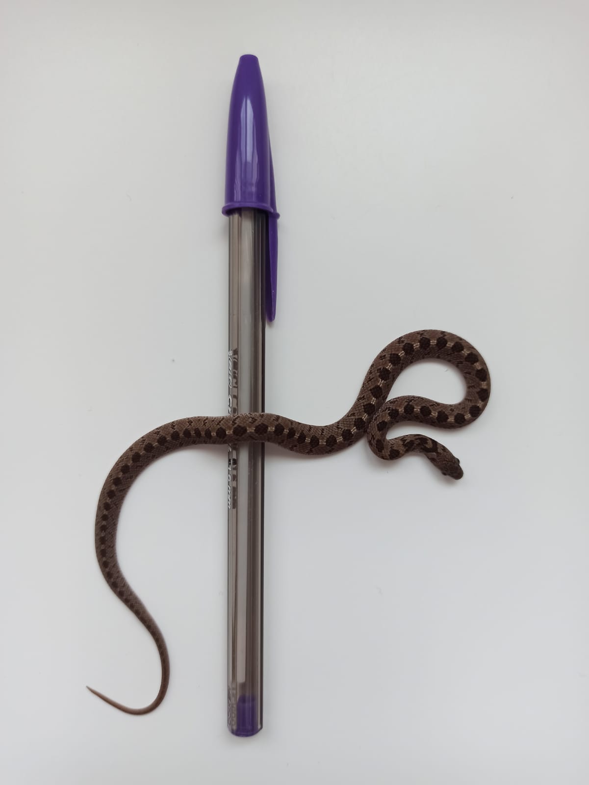 WhatsApp Image 2020-04-22 at 19.14.16.jpeg