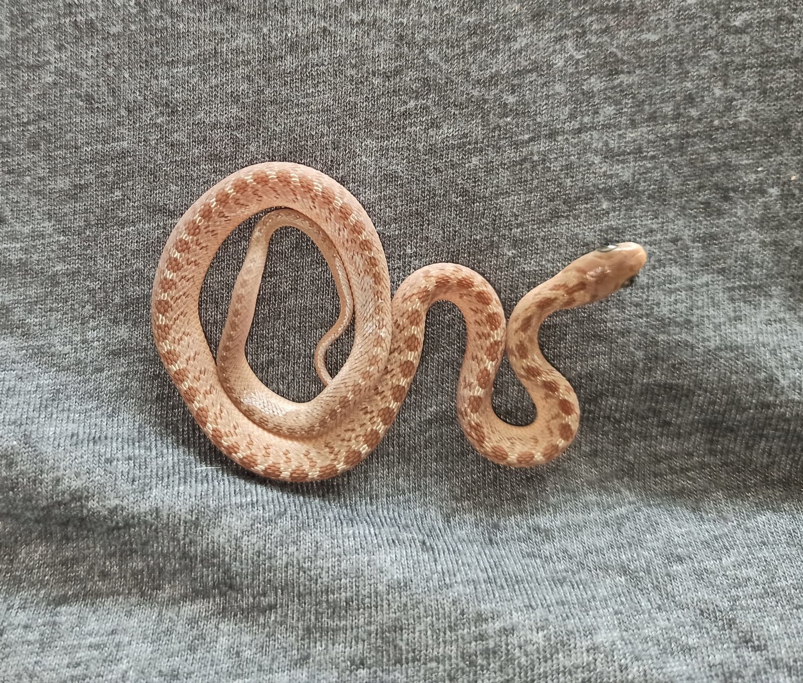 WhatsApp Image 2020-04-24 at 11.19.05.jpeg