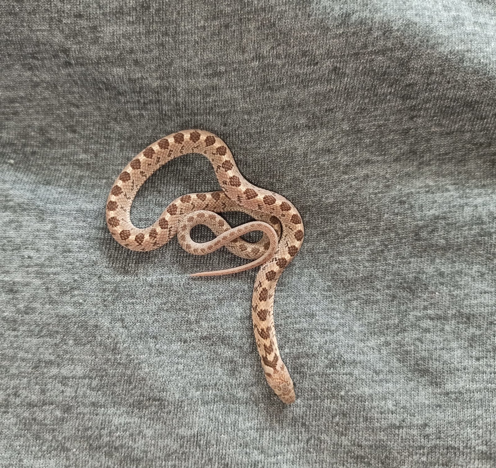 WhatsApp Image 2020-04-24 at 11.19.06.jpeg