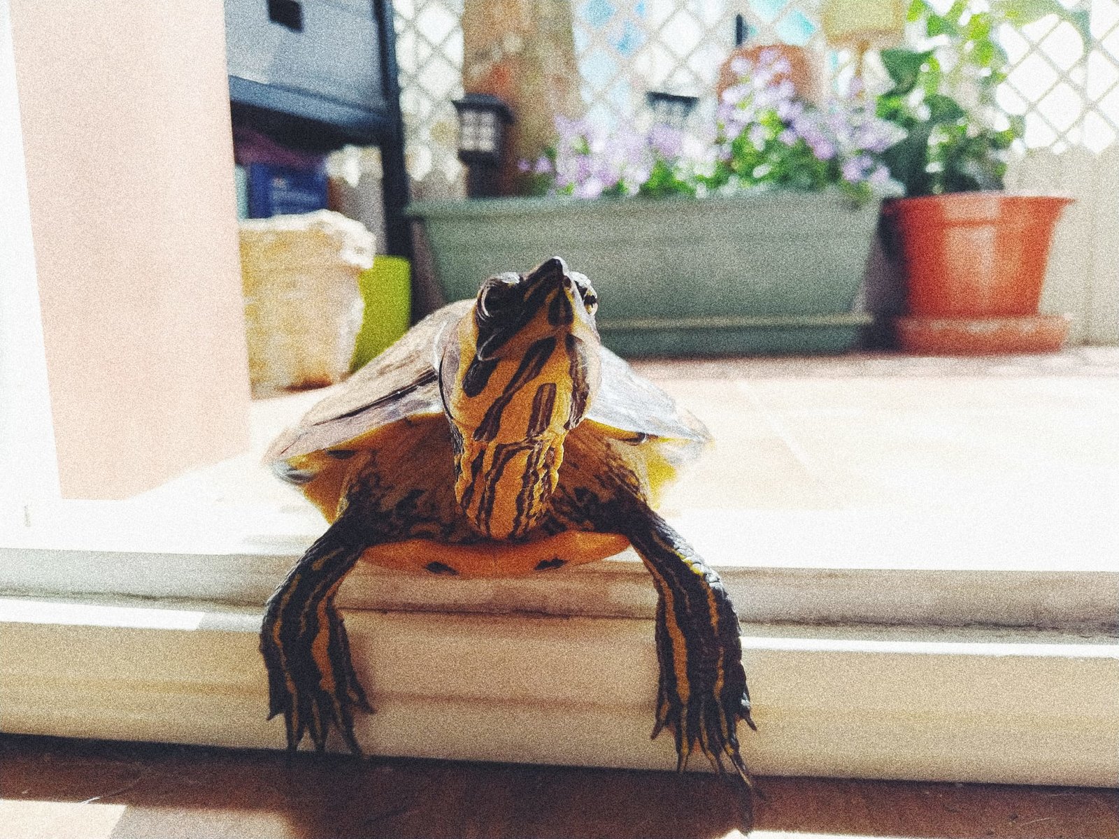 WhatsApp Image 2020-05-05 at 12.57.14.jpeg