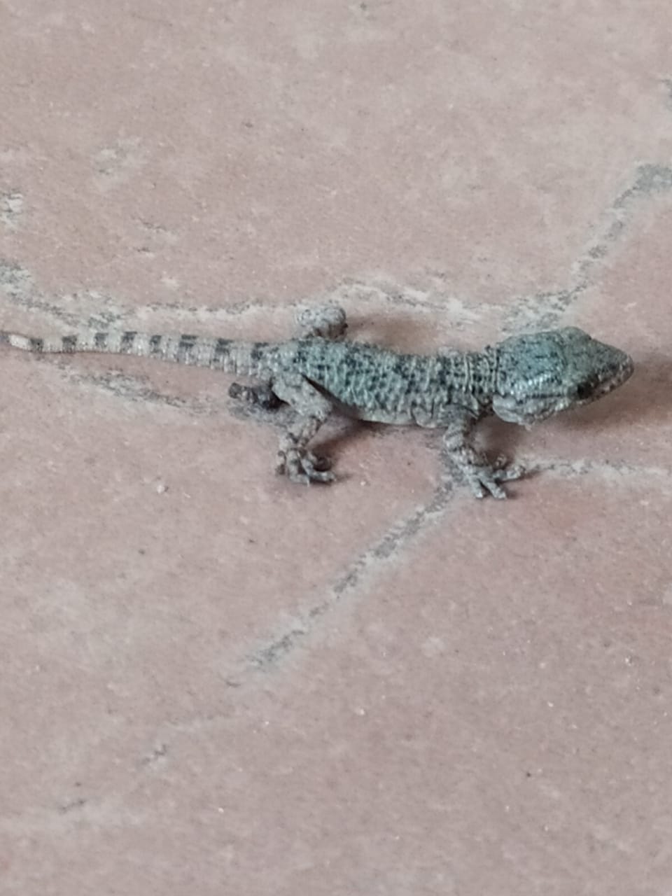 WhatsApp Image 2020-05-24 at 4.52.15 PM (1).jpeg