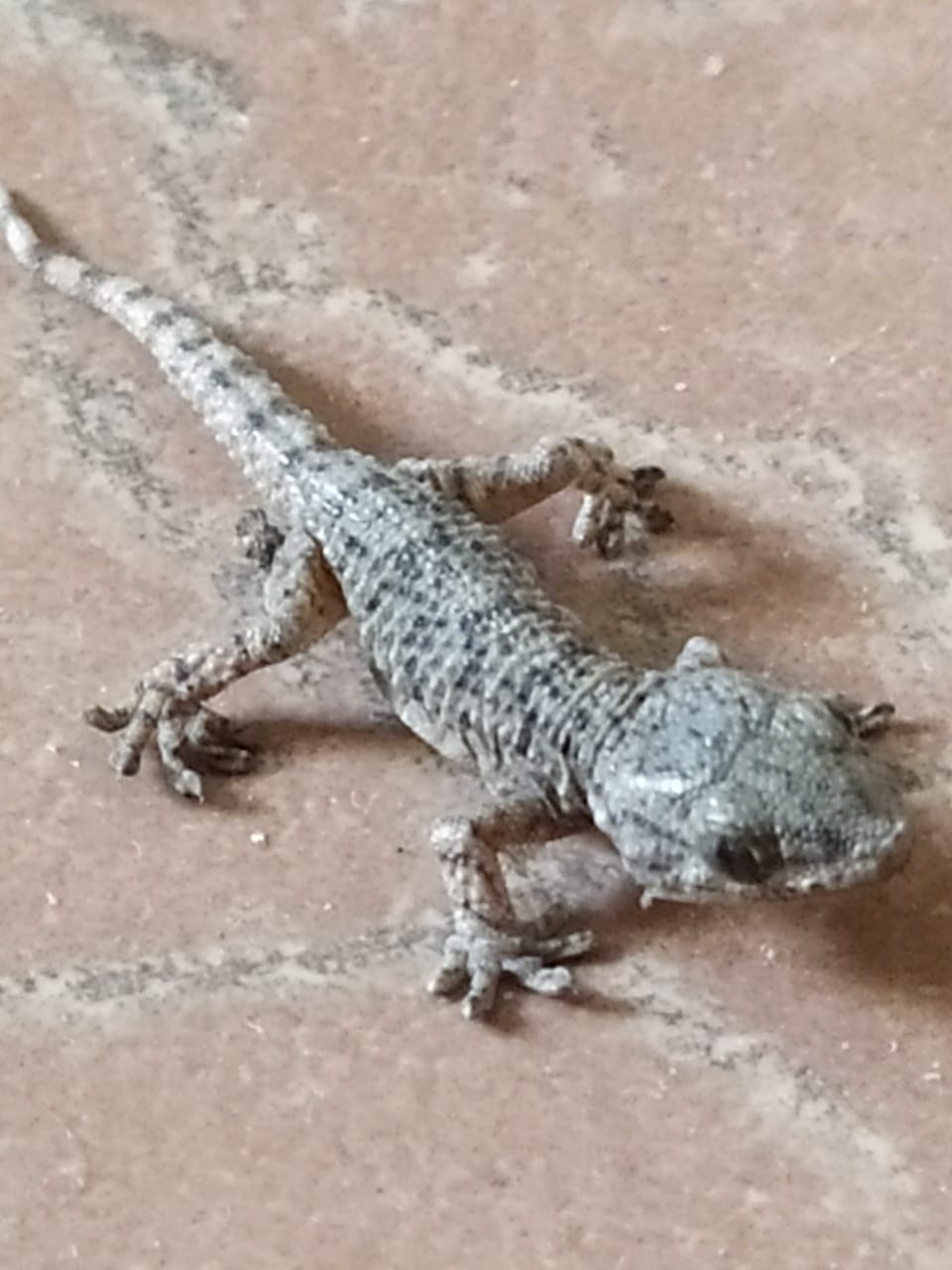 WhatsApp Image 2020-05-24 at 4.52.15 PM (2).jpeg