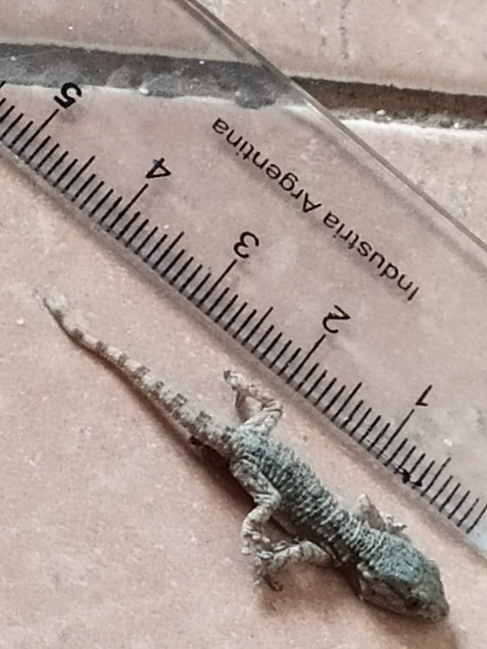 WhatsApp Image 2020-05-24 at 4.52.15 PM (3).jpeg