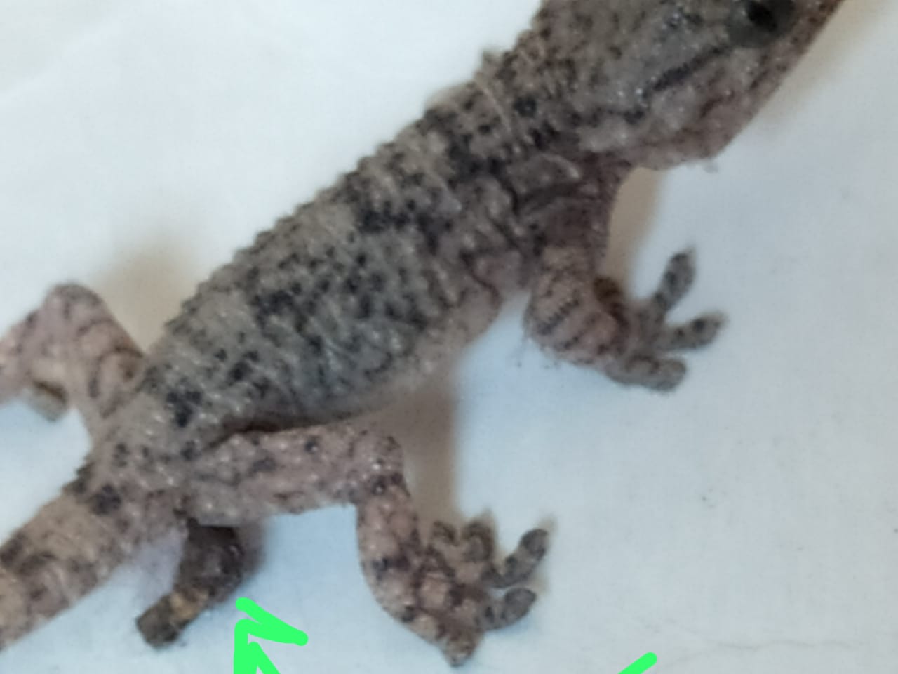 WhatsApp Image 2020-05-24 at 5.17.34 PM.jpeg