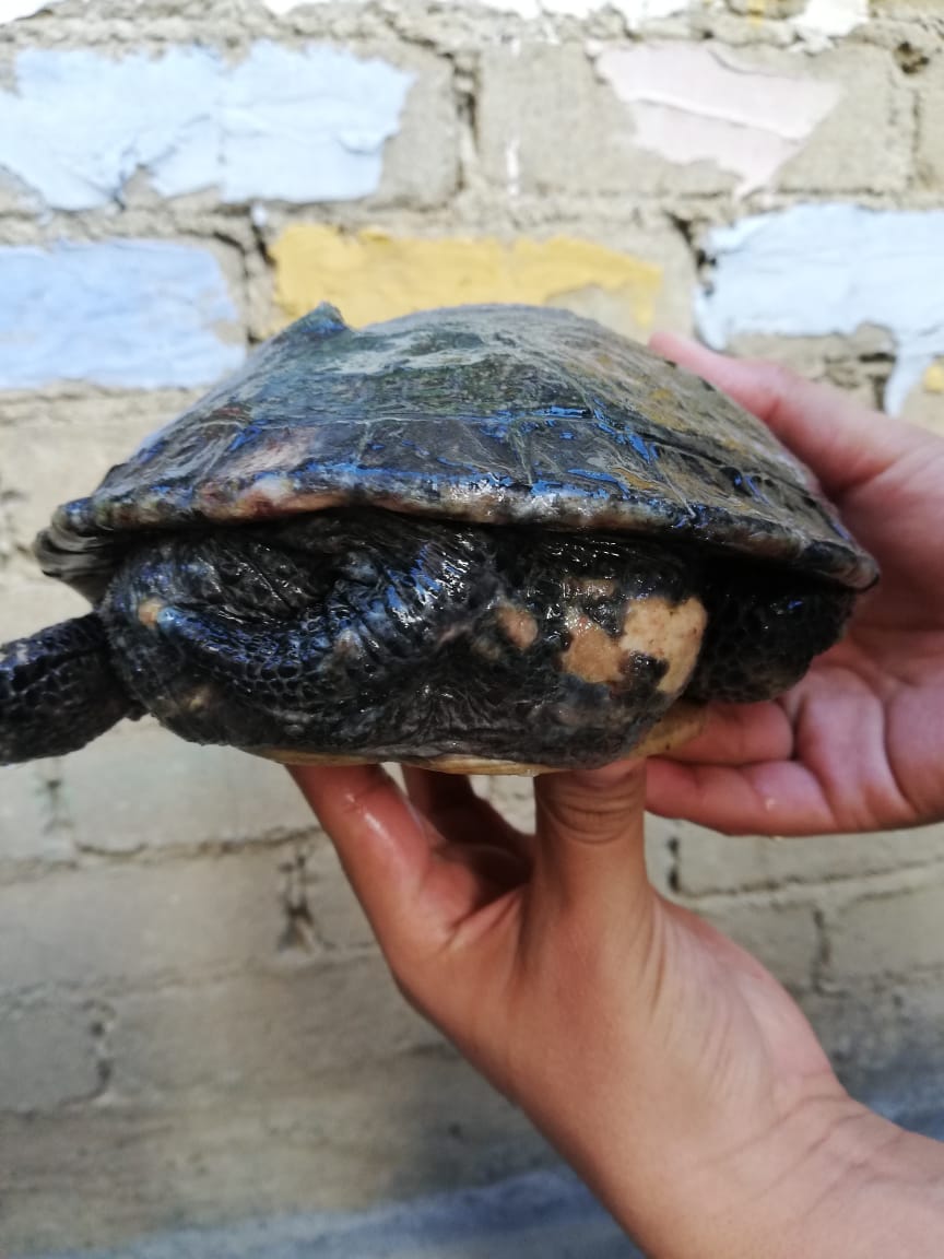 WhatsApp Image 2020-06-09 at 18.33.57.jpeg