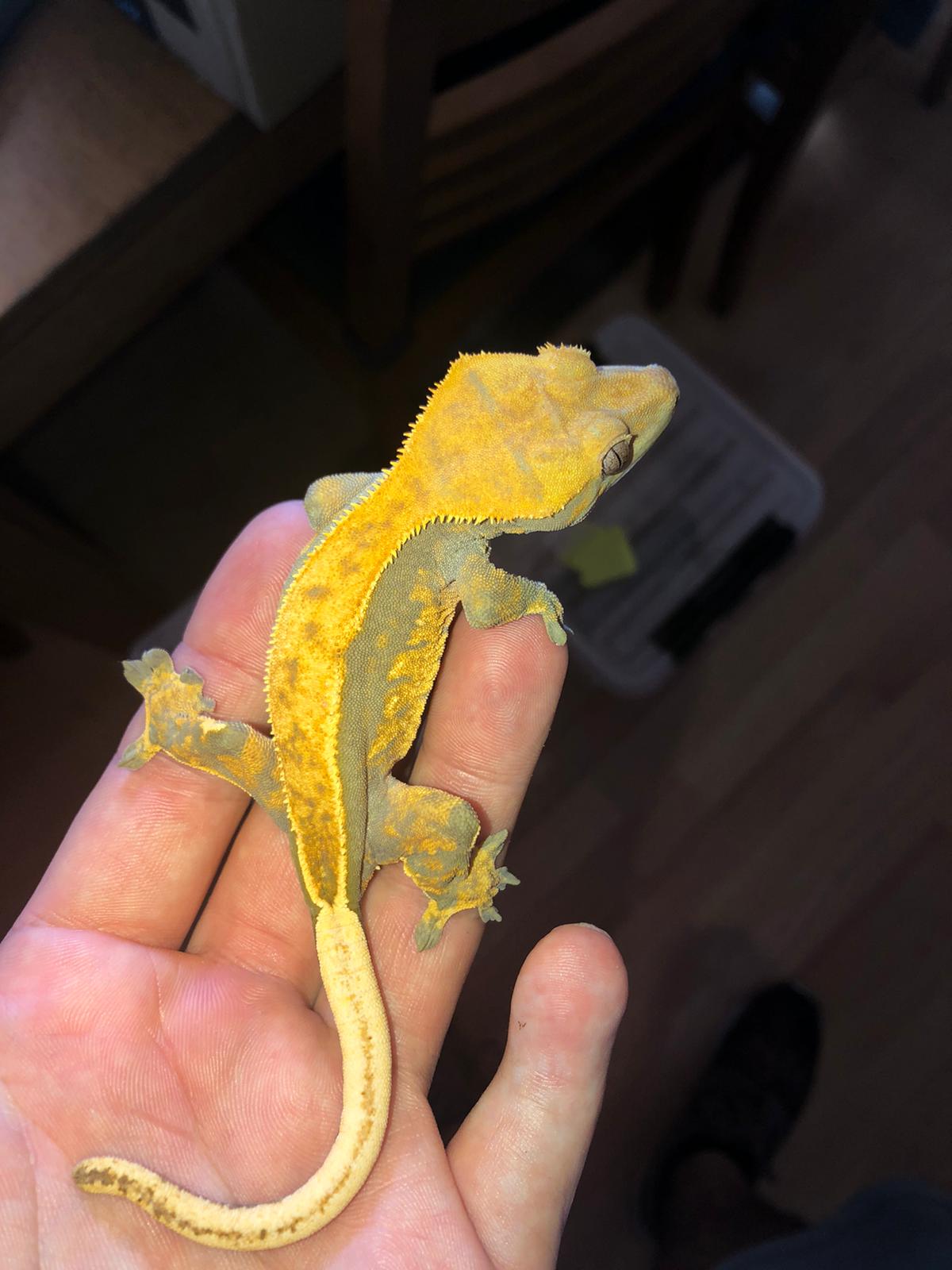 WhatsApp Image 2020-09-07 at 17.06.39.jpeg