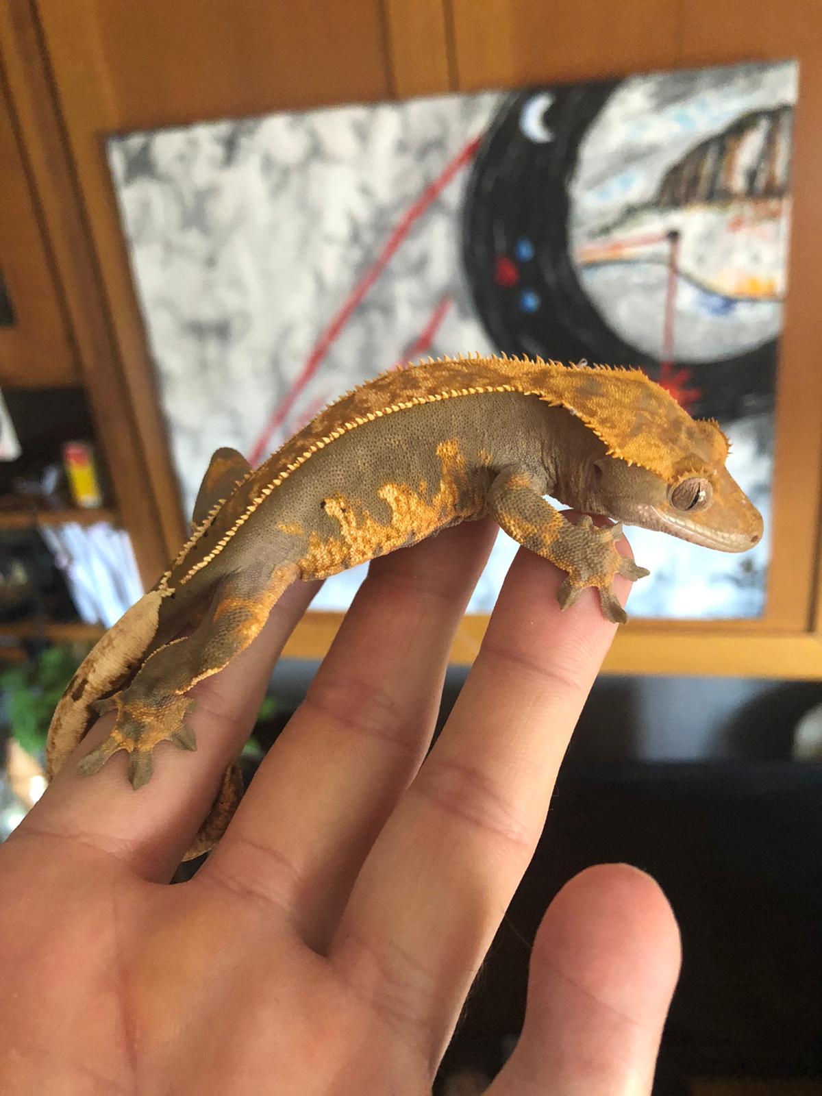 WhatsApp Image 2020-09-07 at 17.14.13.jpeg