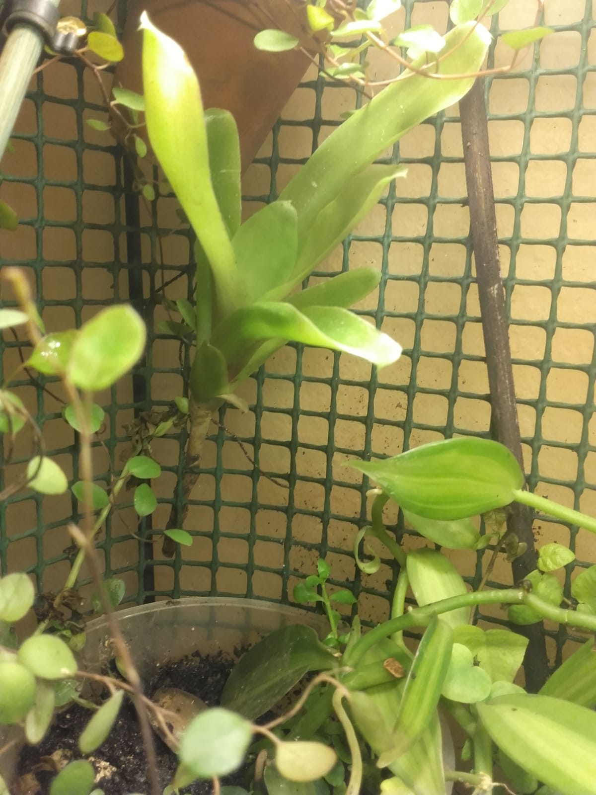 WhatsApp Image 2020-11-03 at 19.52.22.jpeg