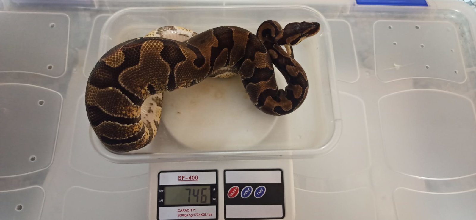 WhatsApp Image 2020-12-27 at 19.39.01.jpeg