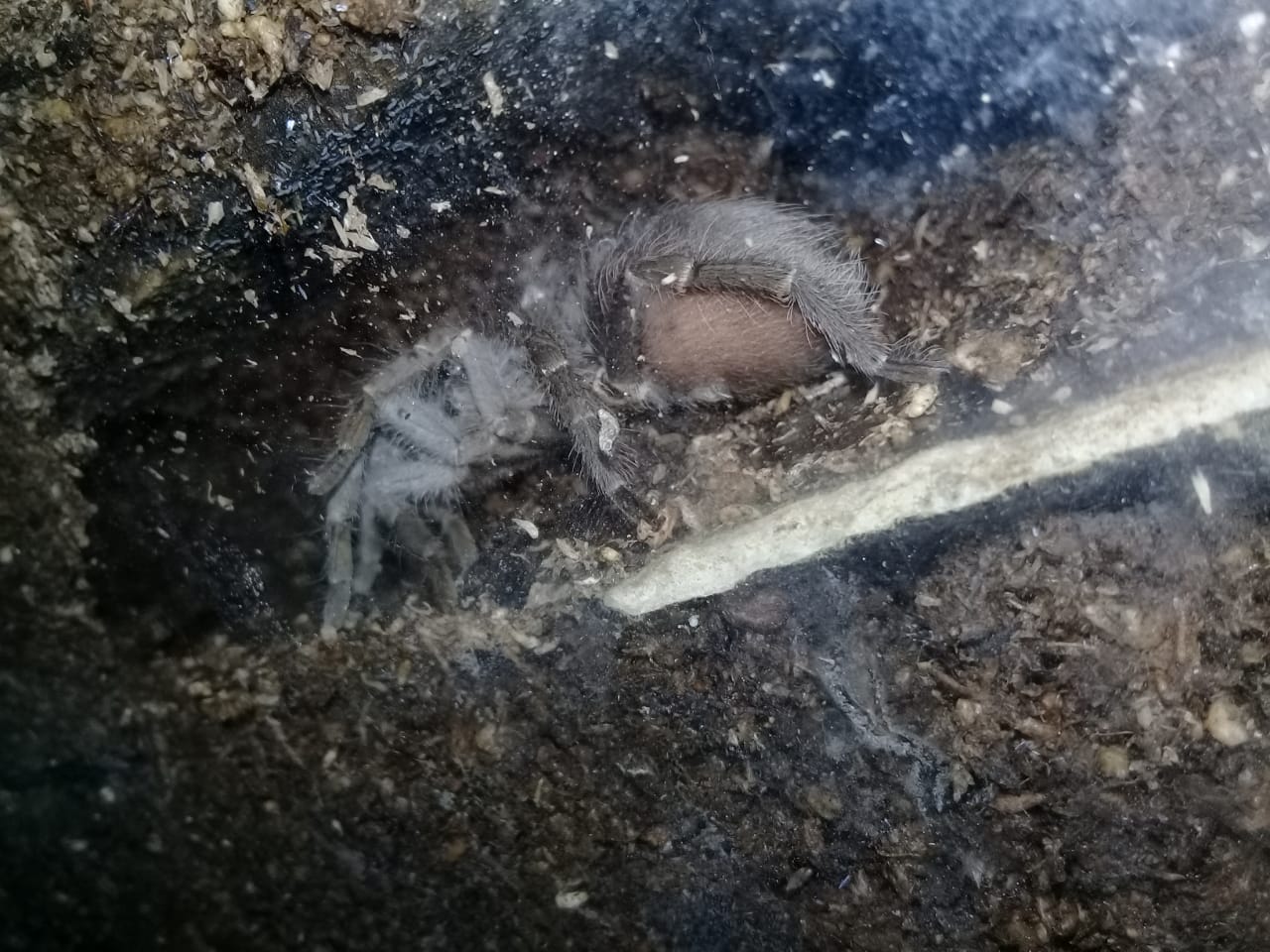 WhatsApp Image 2021-01-13 at 2.18.34 PM.jpeg