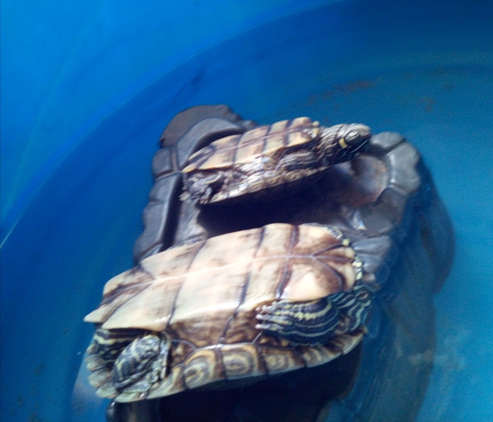 WhatsApp Image 2021-07-06 at 12.42.38.jpeg