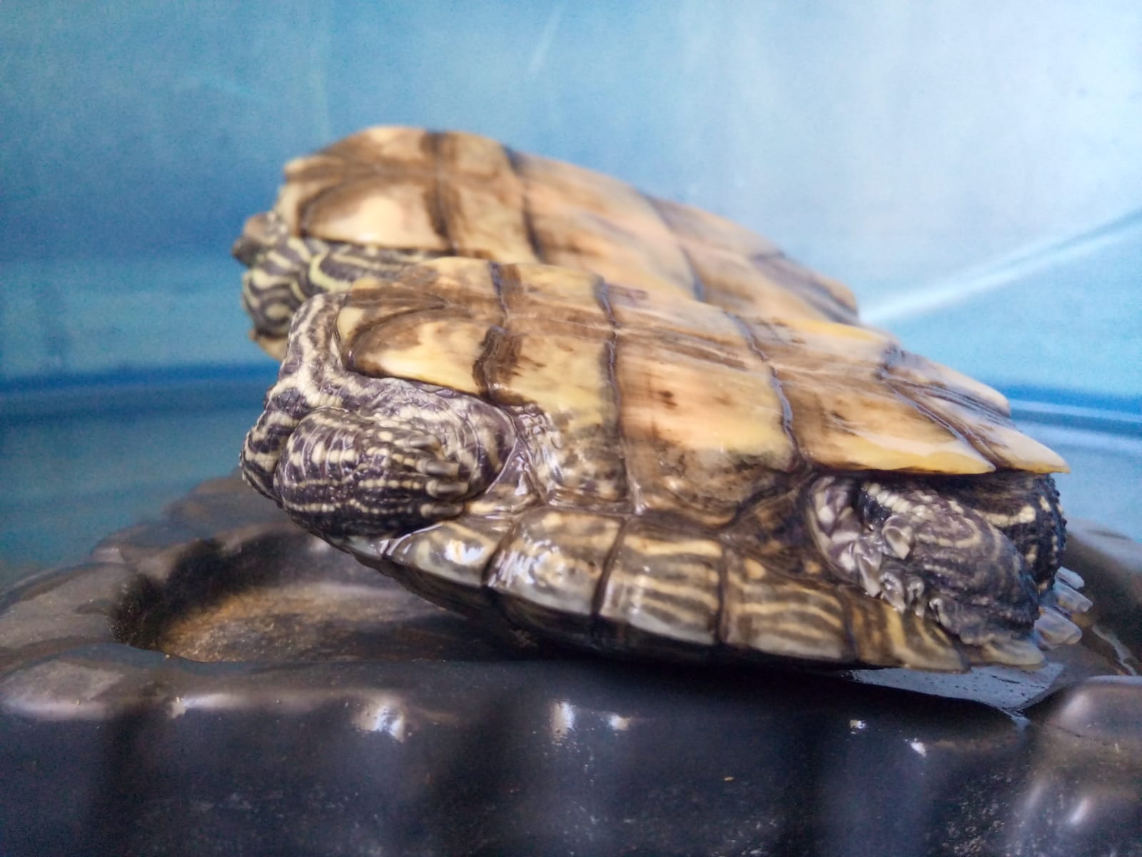 WhatsApp Image 2021-07-06 at 14.41.34.jpeg