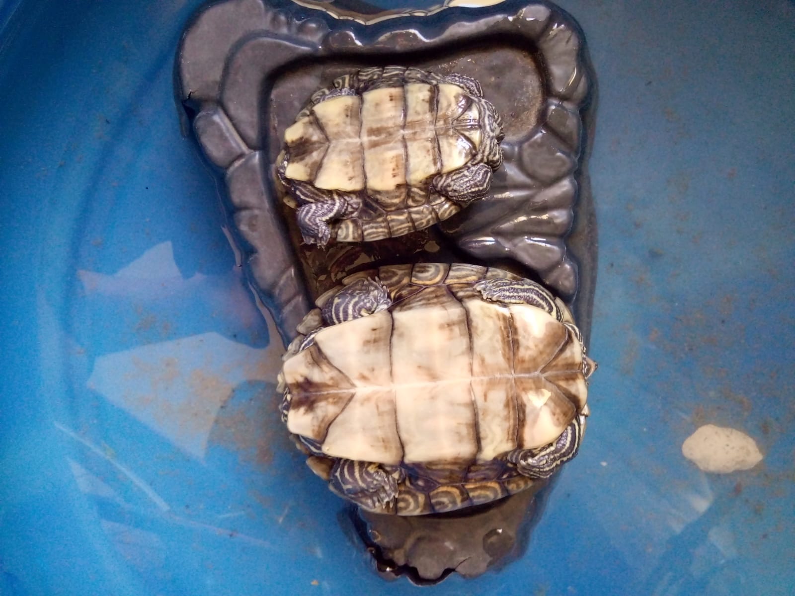 WhatsApp Image 2021-07-06 at 14.41.37.jpeg