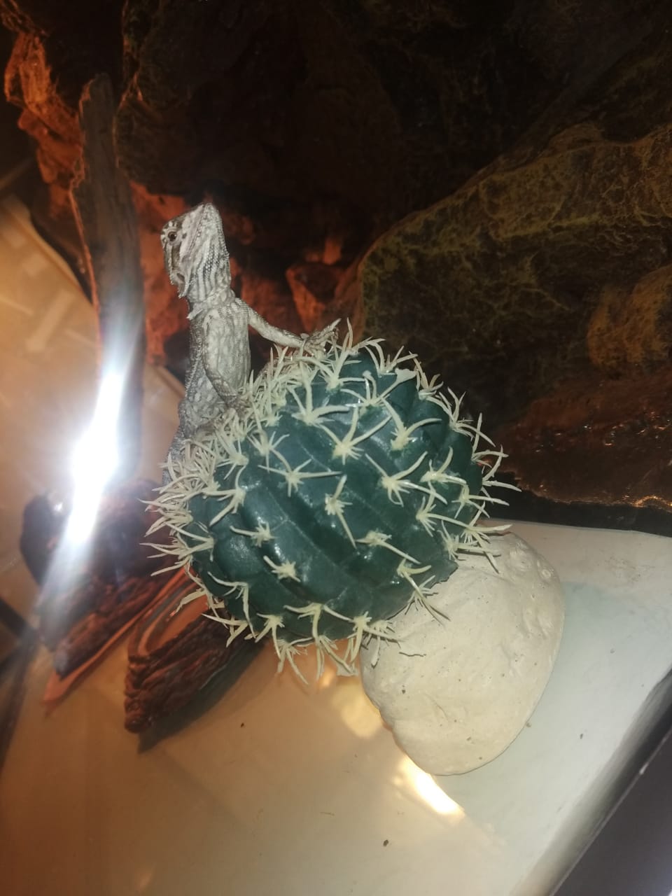 WhatsApp Image 2021-07-26 at 12.47.14 PM.jpeg