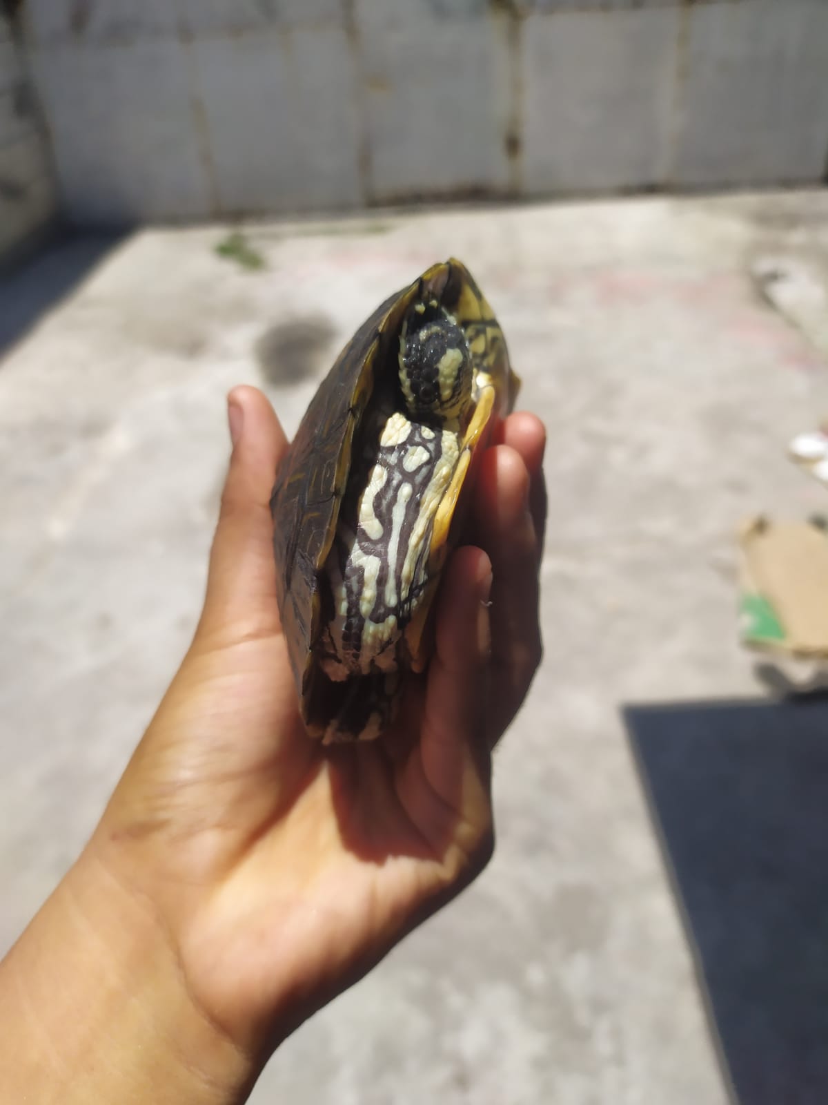 WhatsApp Image 2021-08-14 at 1.02.42 PM (2).jpeg