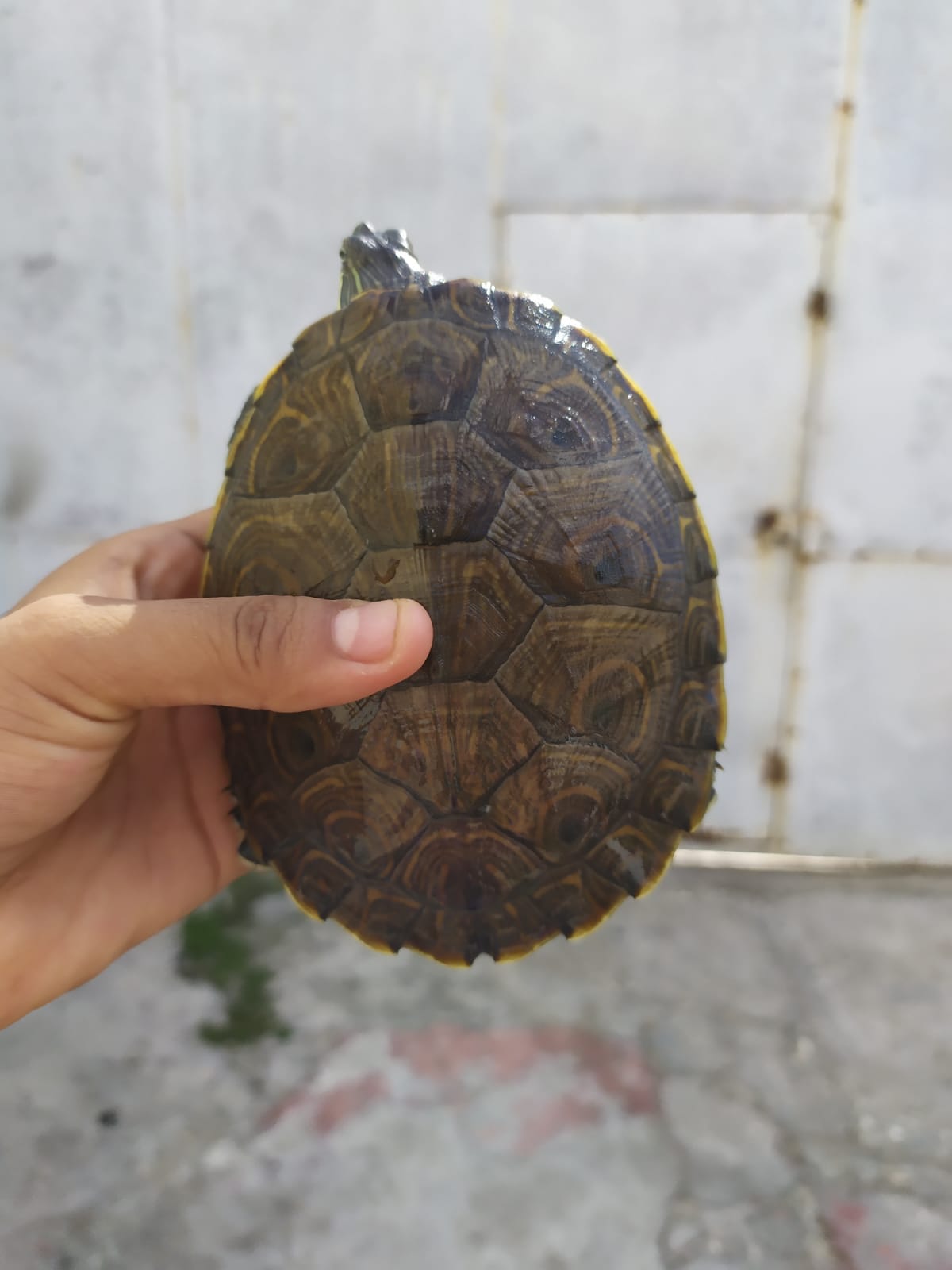 WhatsApp Image 2021-08-14 at 4.27.32 PM.jpeg