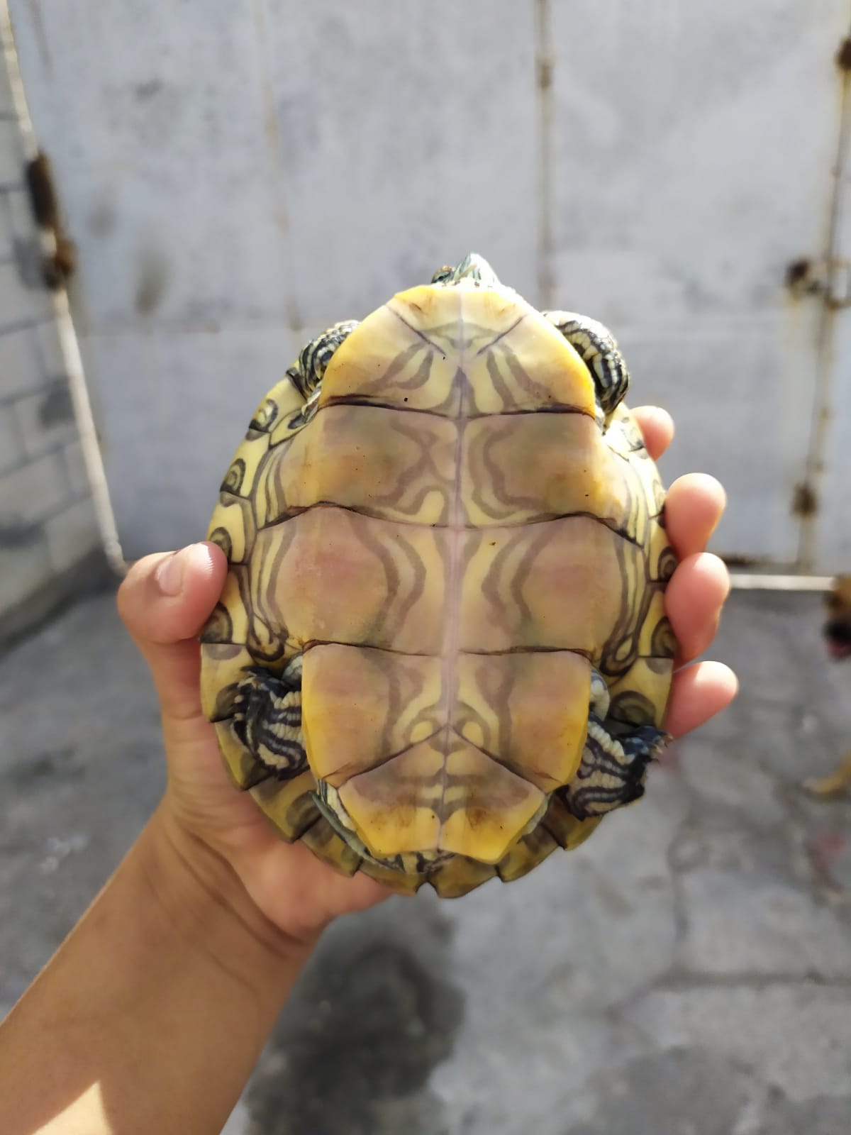 WhatsApp Image 2021-08-14 at 4.28.48 PM.jpeg