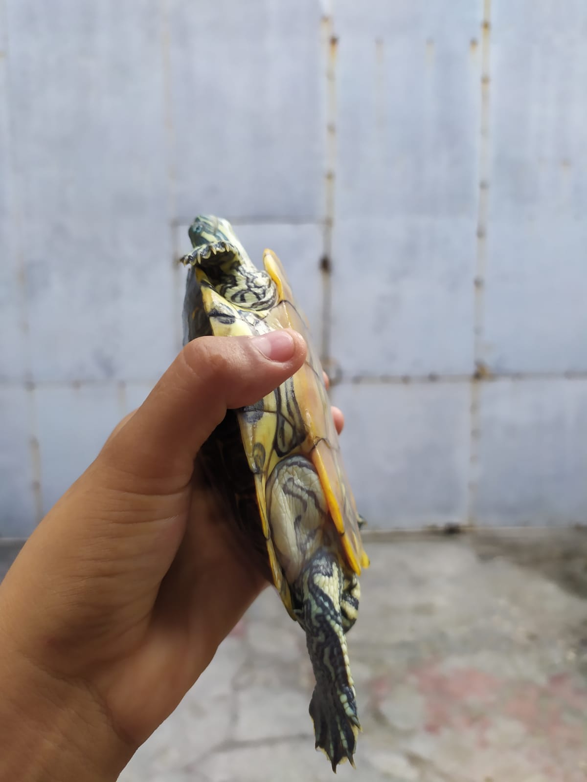 WhatsApp Image 2021-08-14 at 5.21.36 PM (1).jpeg