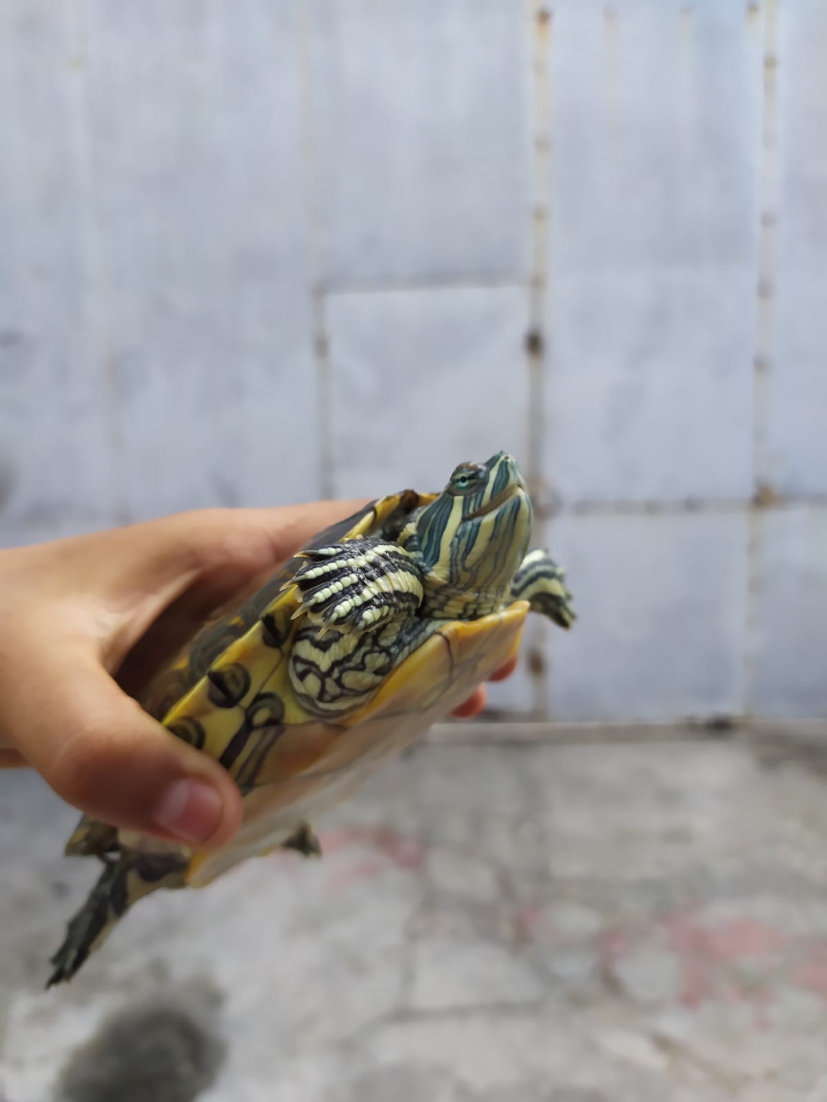 WhatsApp Image 2021-08-14 at 5.21.36 PM (2).jpeg