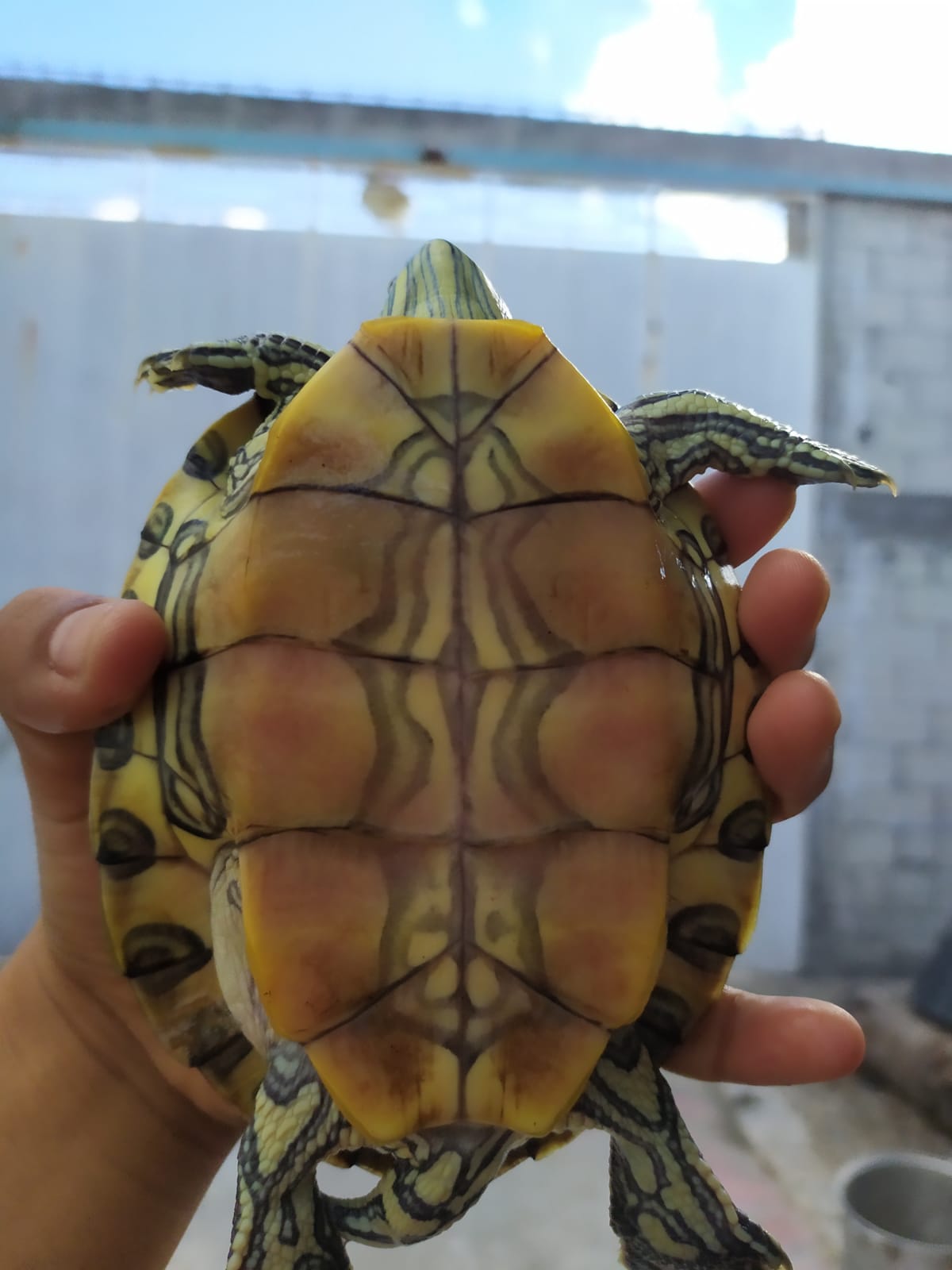 WhatsApp Image 2021-08-14 at 5.21.36 PM.jpeg