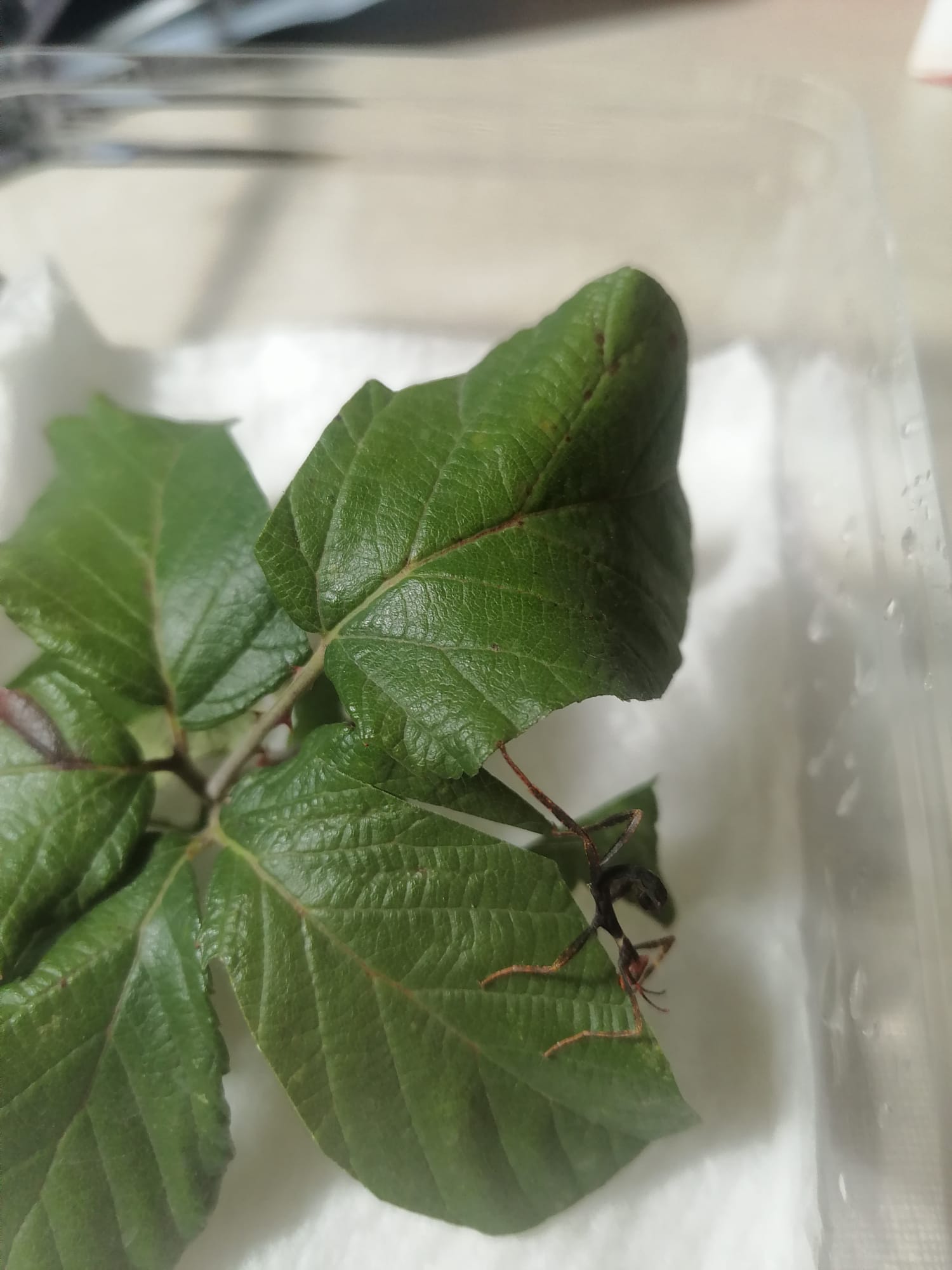 WhatsApp Image 2021-12-18 at 10.28.37.jpeg