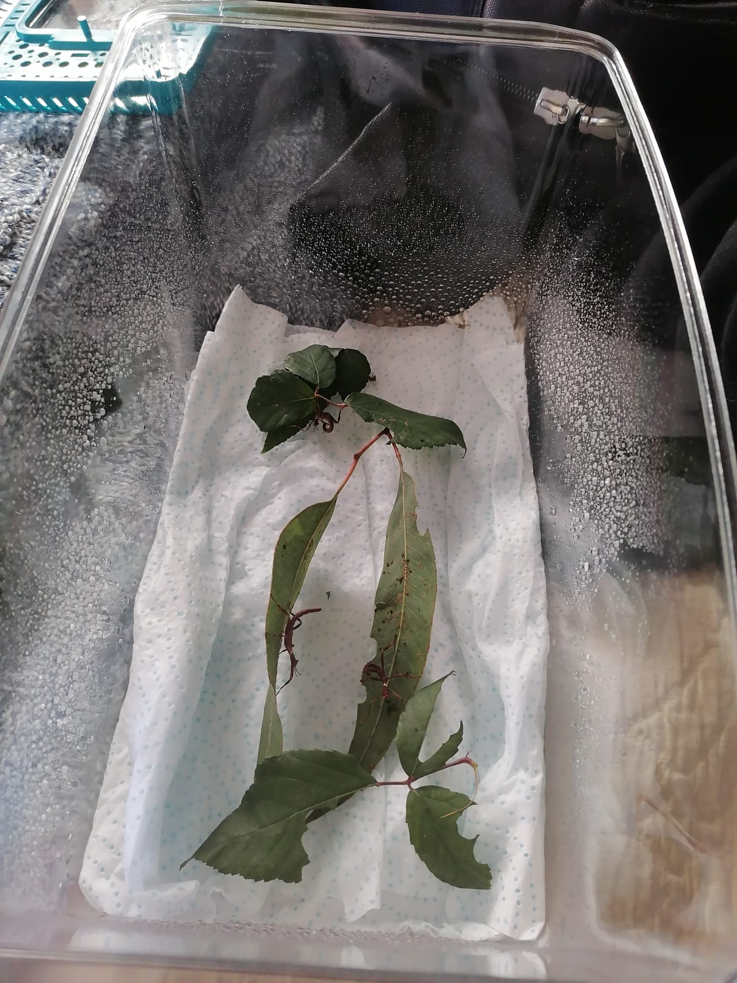 WhatsApp Image 2022-01-03 at 13.31.36.jpeg