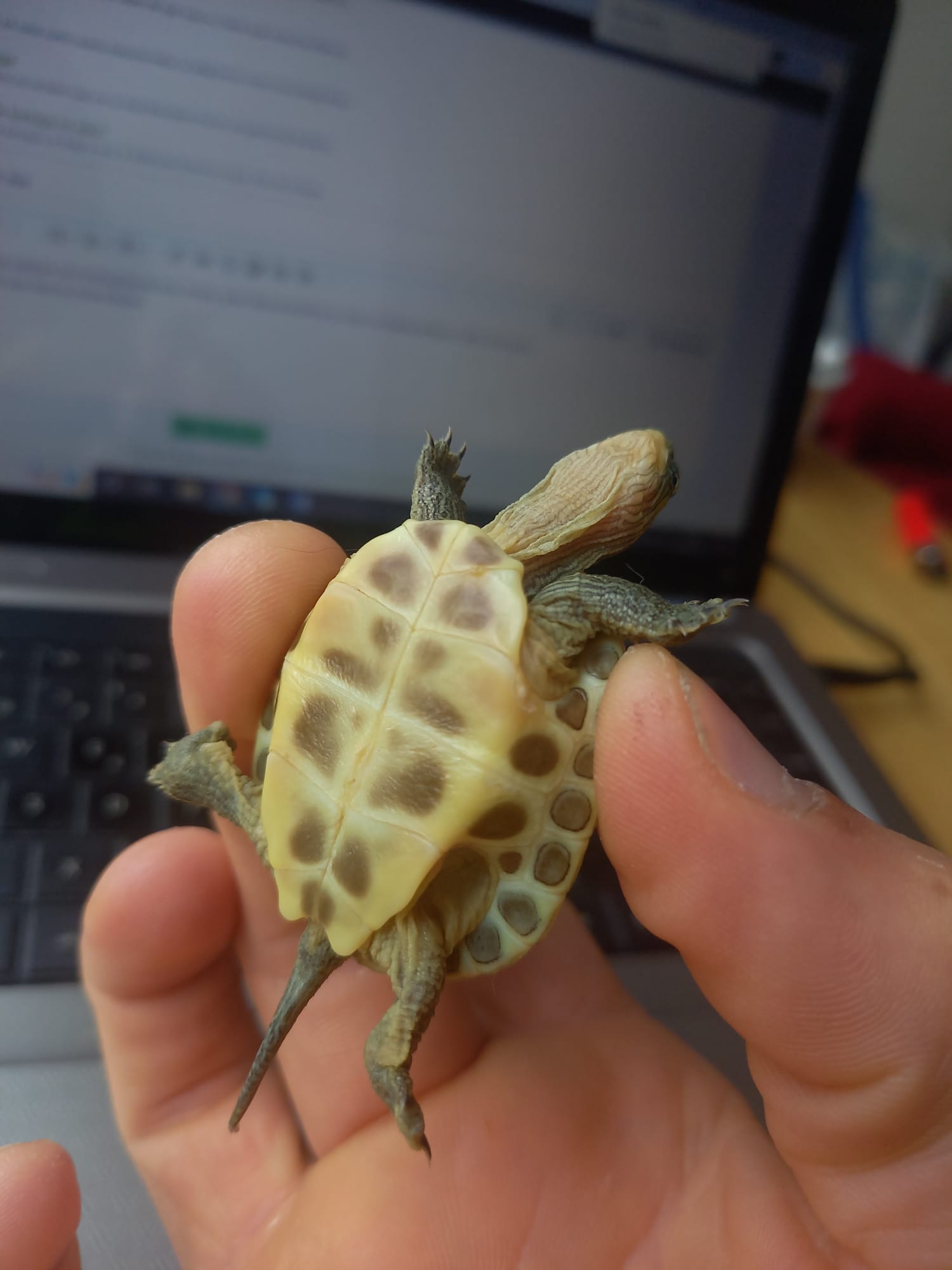 WhatsApp Image 2022-06-19 at 11.42.10 AM (1).jpeg