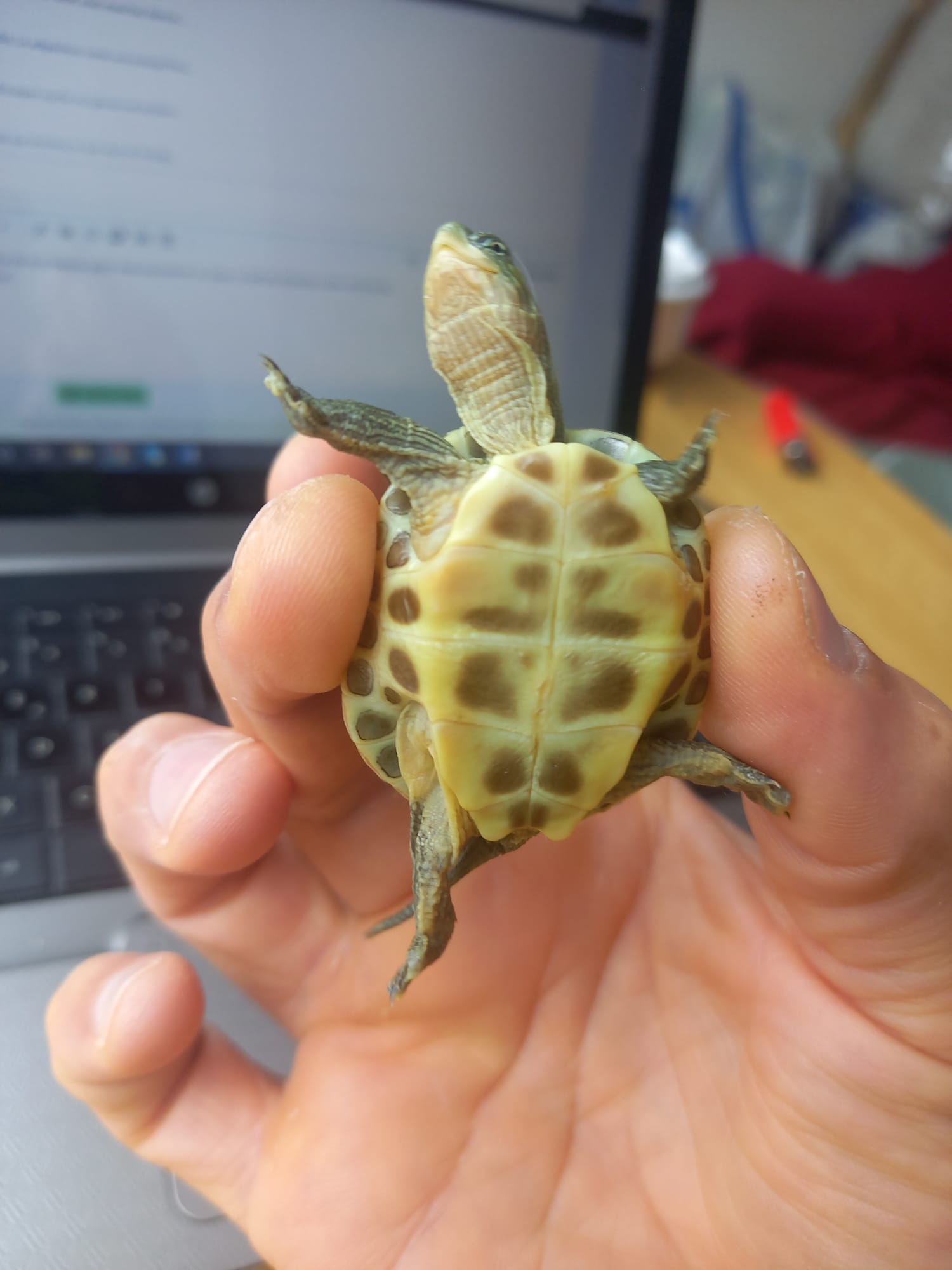 WhatsApp Image 2022-06-19 at 11.42.10 AM (2).jpeg