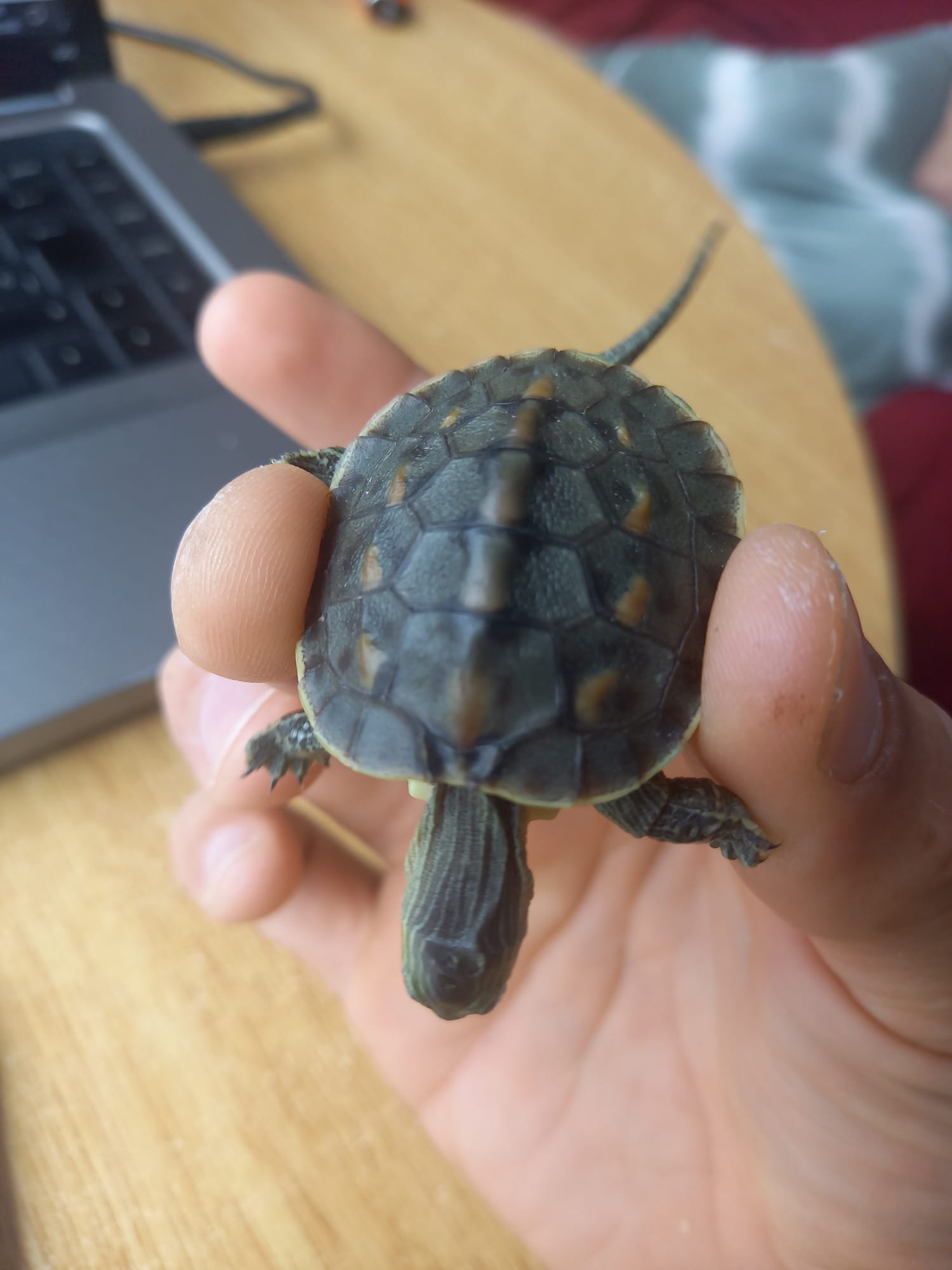 WhatsApp Image 2022-06-19 at 11.42.10 AM (3).jpeg