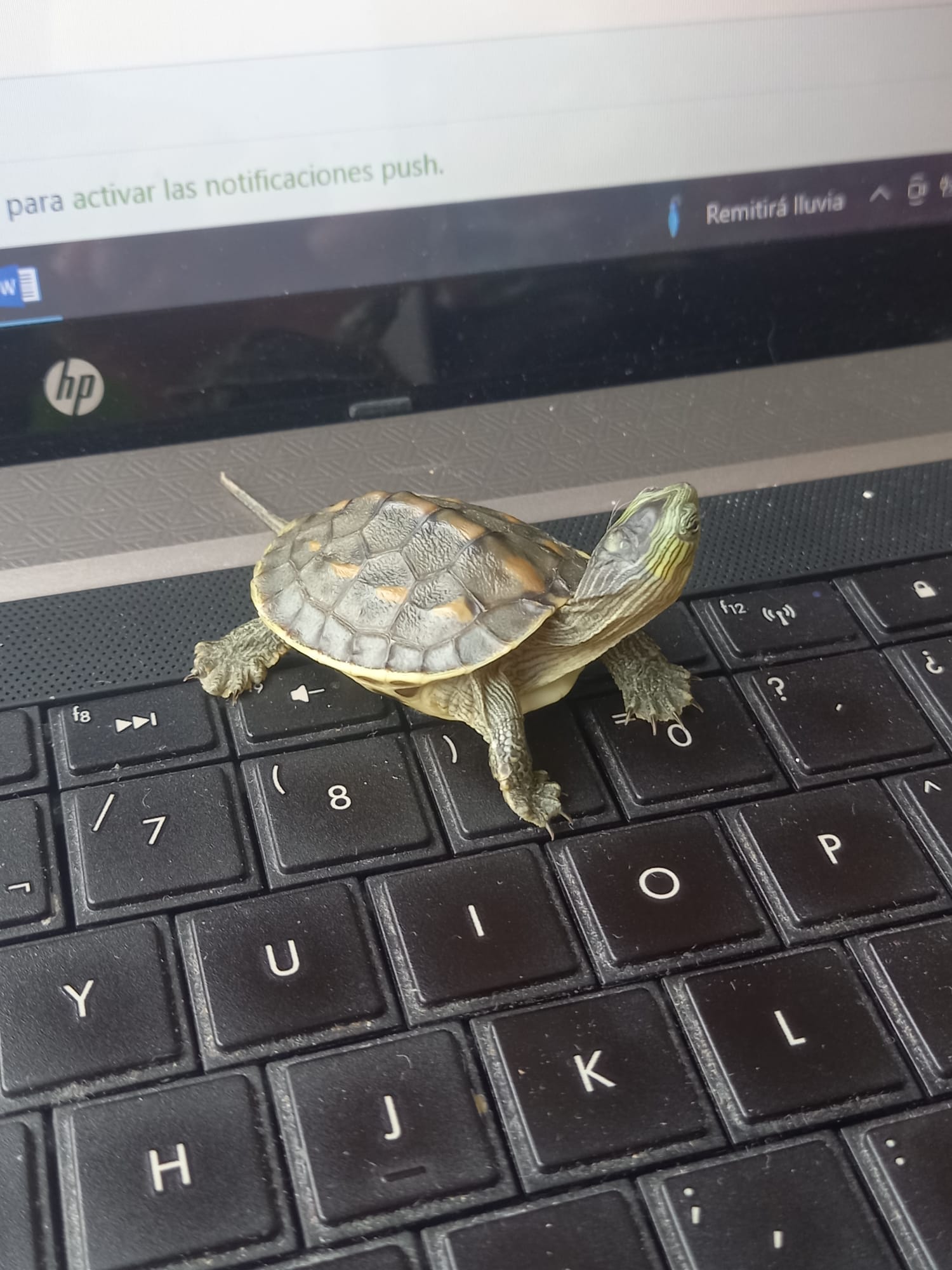 WhatsApp Image 2022-06-19 at 11.42.10 AM.jpeg