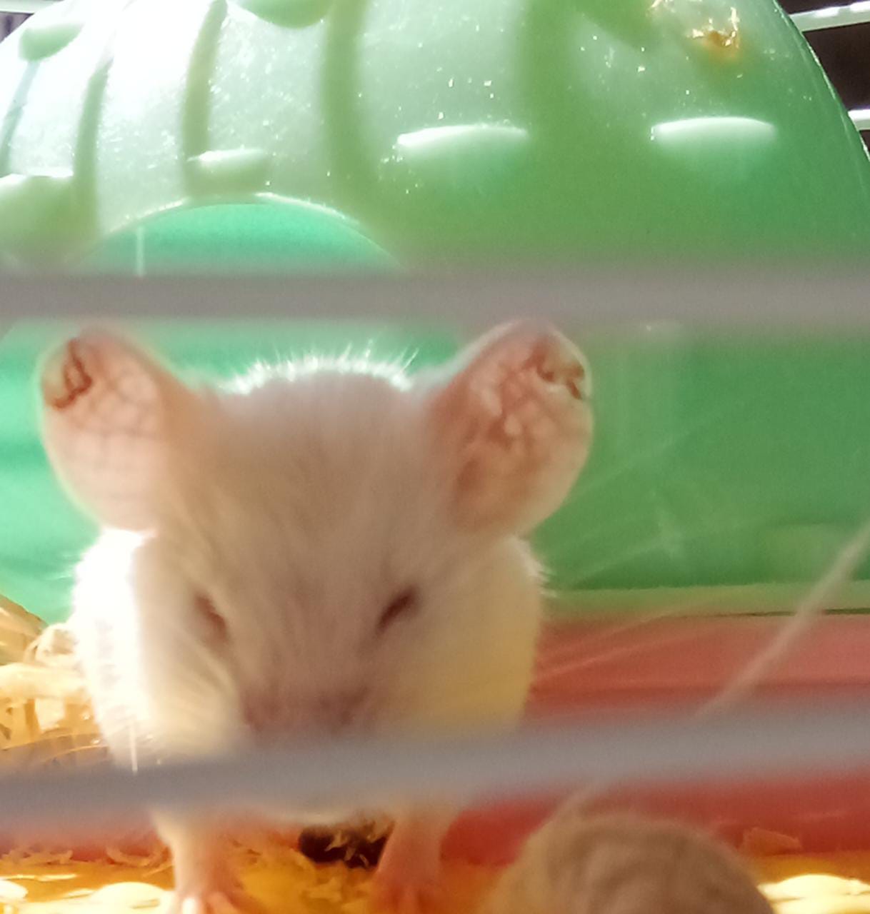 WhatsApp Image 2022-12-13 at 12.15.44 PM.jpeg