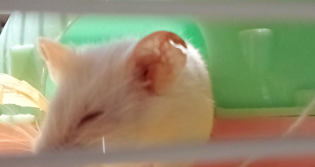 WhatsApp Image 2022-12-13 at 12.15.45 PM.jpeg