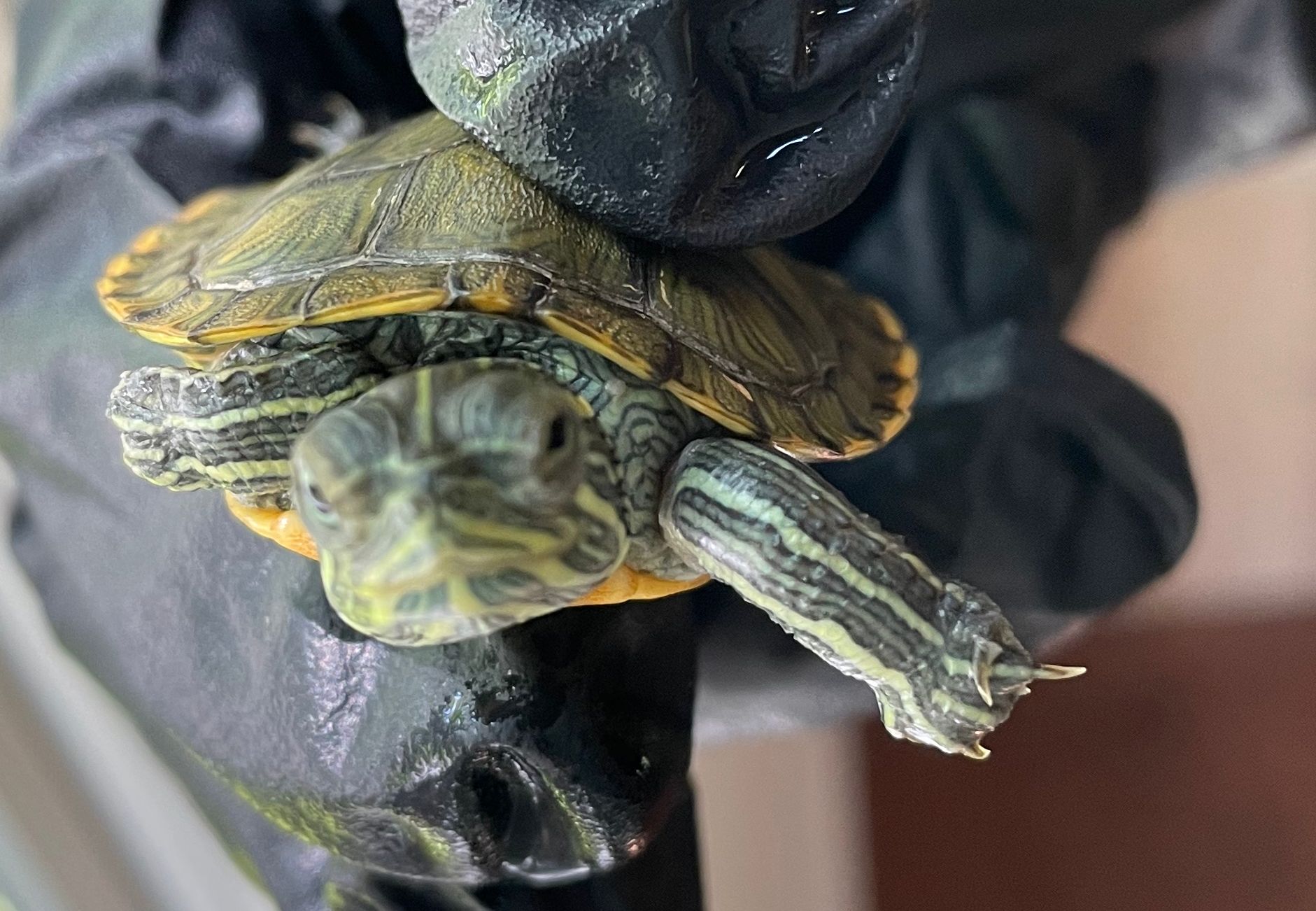 WhatsApp Image 2023-05-09 at 1.17.17 PM.jpeg