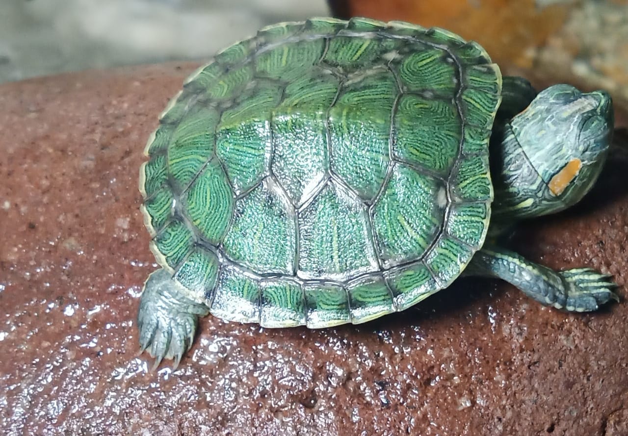 WhatsApp Image 2023-09-25 at 9.48.21 PM.jpeg