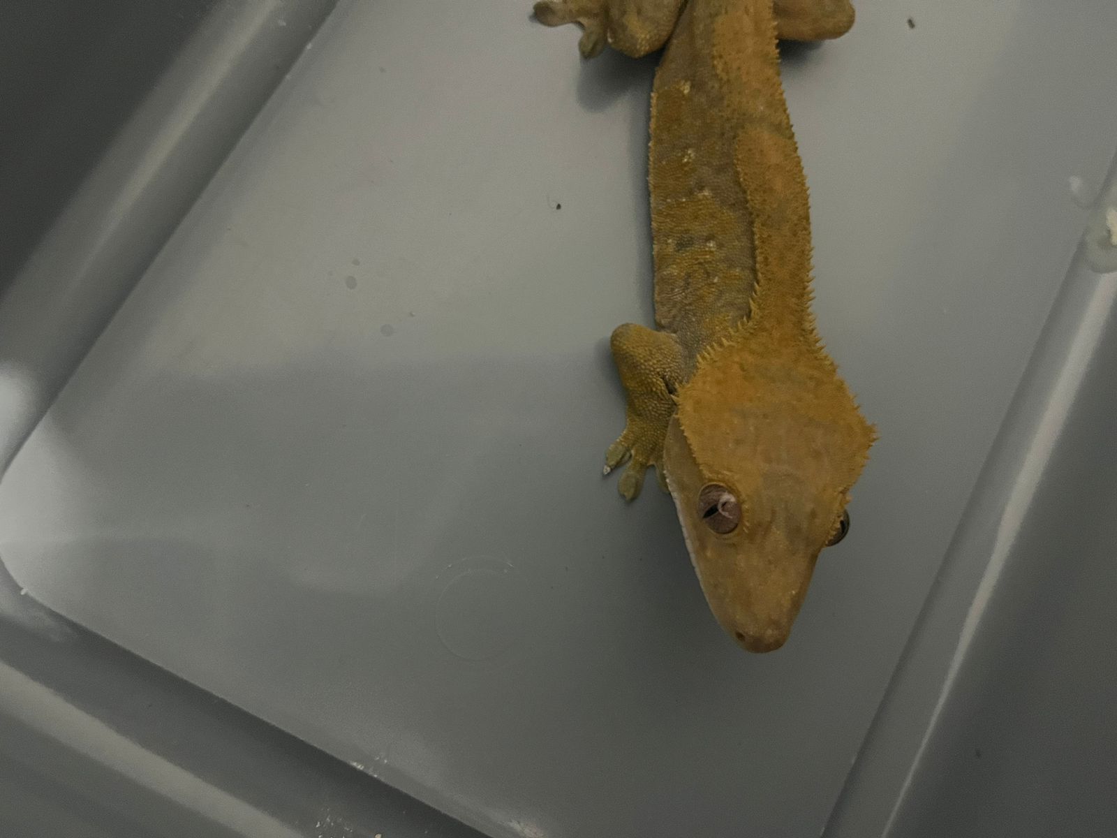 WhatsApp Image 2024-03-14 at 08.02.26 (1).jpeg