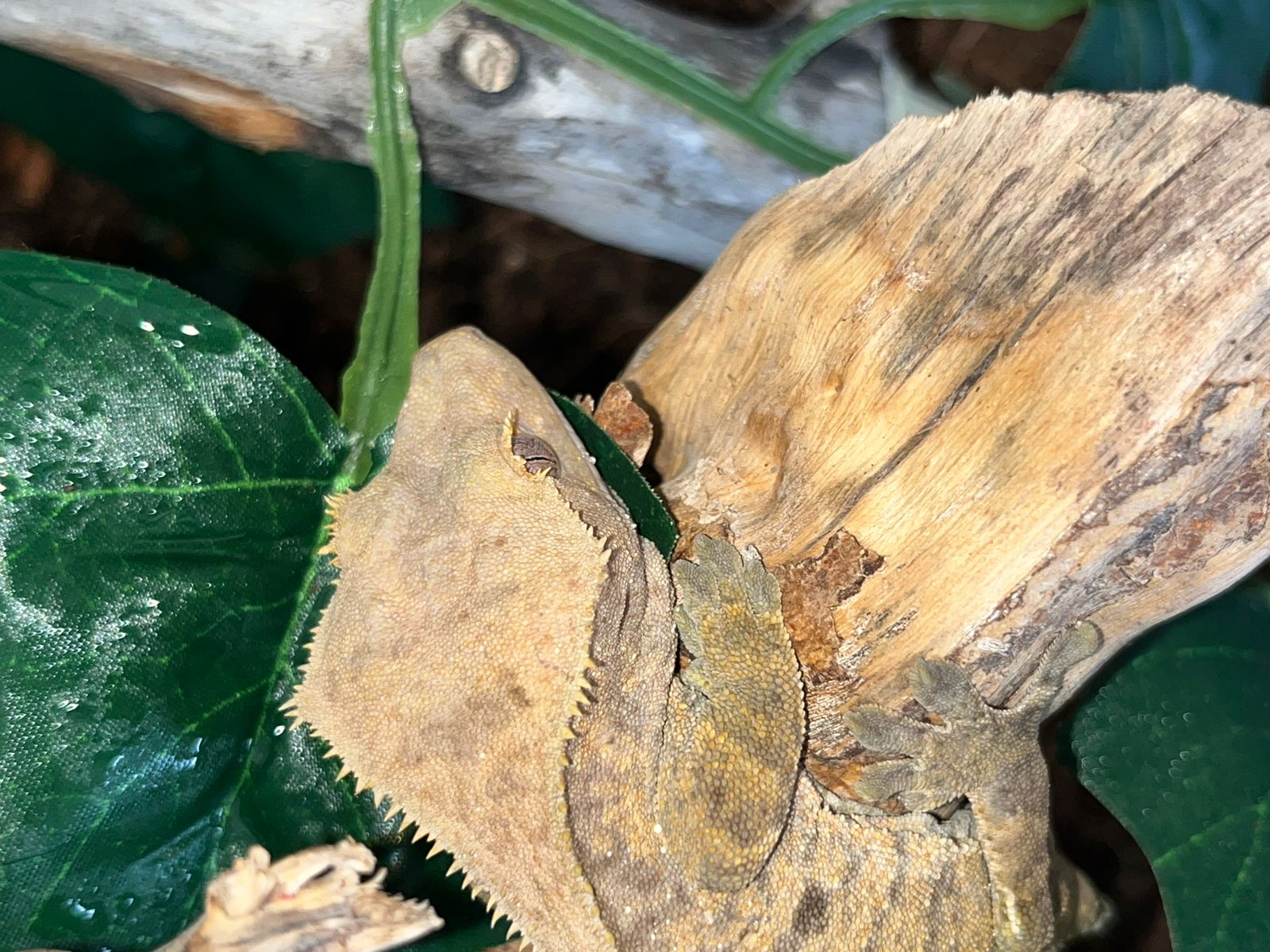 WhatsApp Image 2024-03-15 at 10.40.15.jpeg