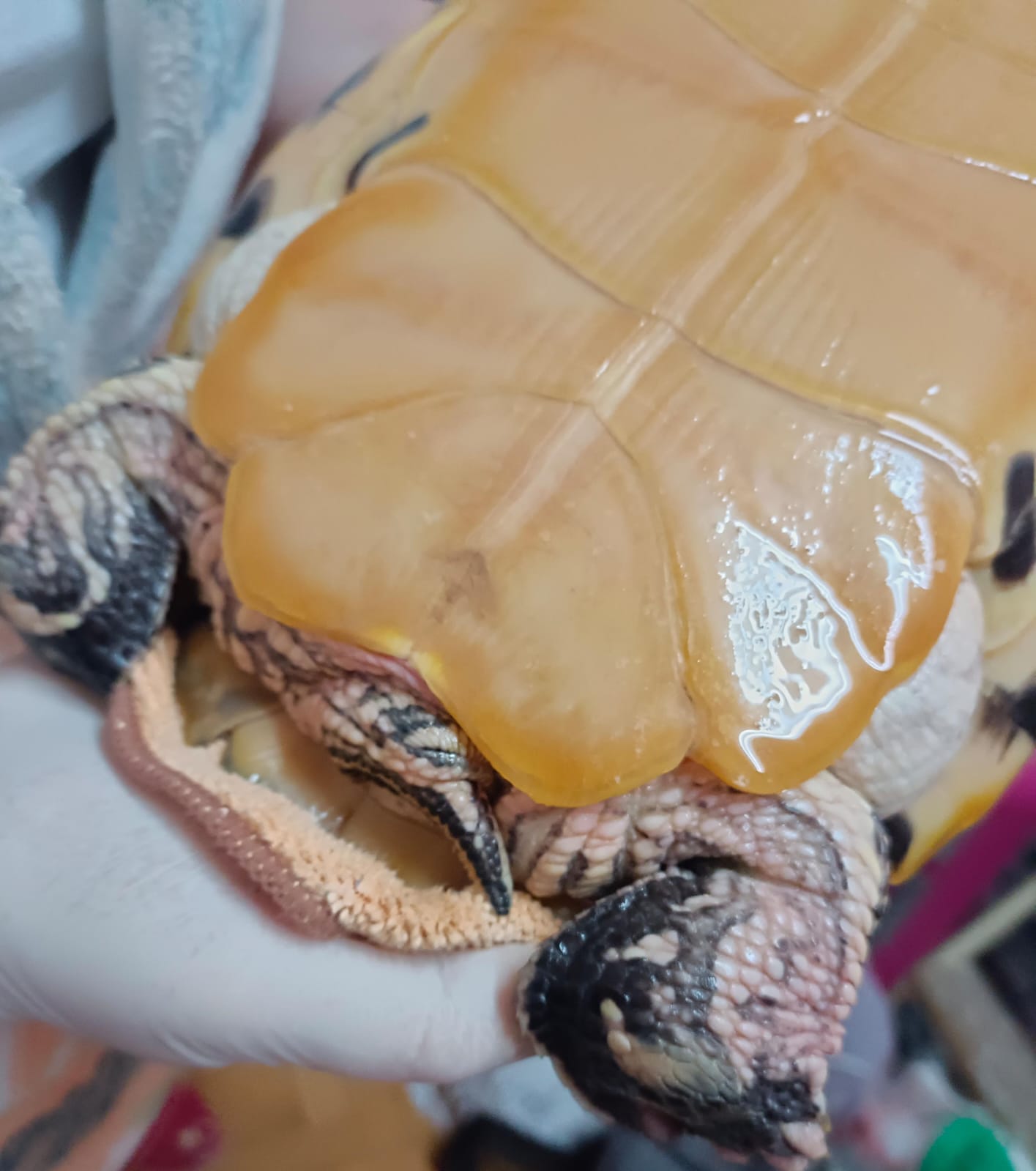 WhatsApp Image 2024-03-21 at 6.07.32 PM.jpeg