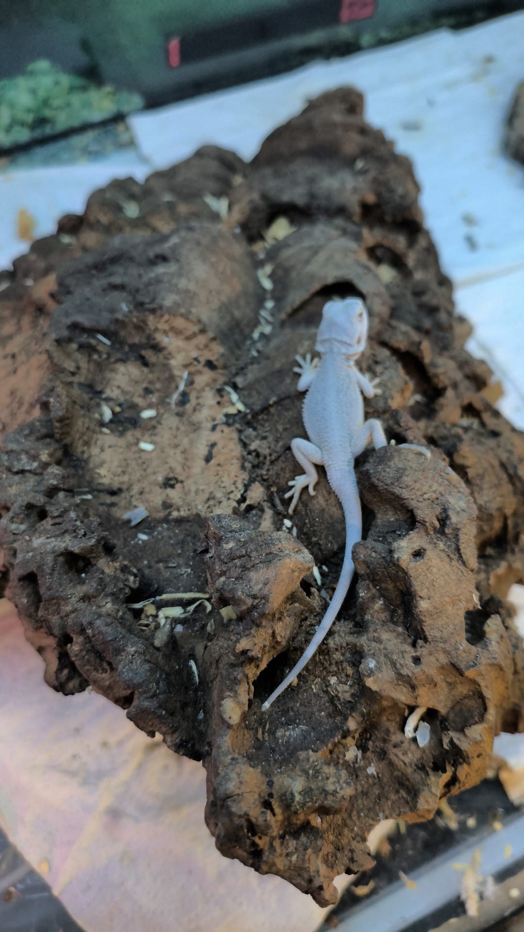 WhatsApp Image 2025-09-22 at 10.58.59.jpeg