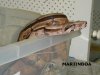 Boa Constrictor Constrictor Striped 4.JPG