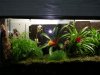 terrario1.JPG