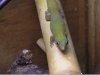 phelsuma laticauda hembra .jpg