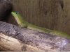 phelsuma laticauda macho.jpg