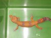 mi super pareja de geckos 001.jpg
