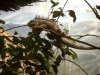 iguanafaunia.JPG
