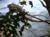 iguana2 faunia.JPG