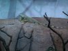 iguana3 faunia.JPG