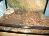terrariofasmid8.JPG