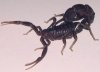 androctonus_bicolor_aeneas.JPG